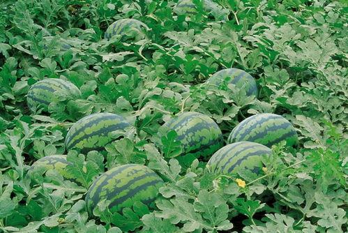 柳疃镇吃瓜,瓜香四溢，品味夏日田园风情