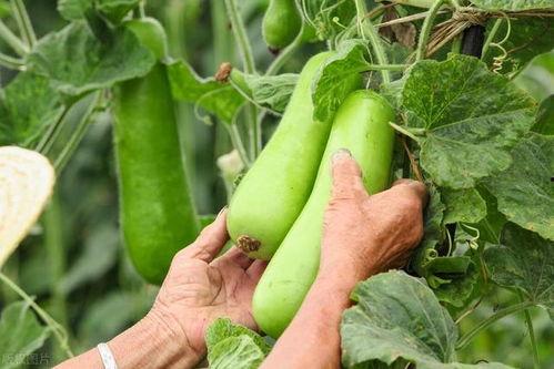 吃秋瓜的节气,秋季饮食新篇章