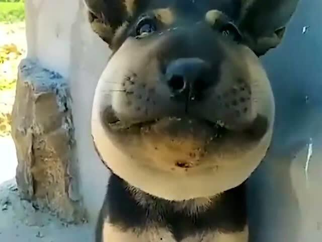 动物好奇吃瓜,动物界的意外美食探索