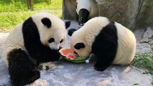 亲亲熊猫吃瓜,亲亲熊猫的甜蜜瓜果时光