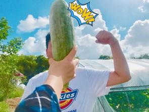 给朋友吃瓜,与朋友共享那些吃瓜时刻