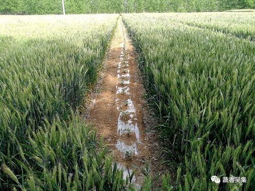 吴瓜吃瓜,揭秘娱乐圈的瓜田乐事