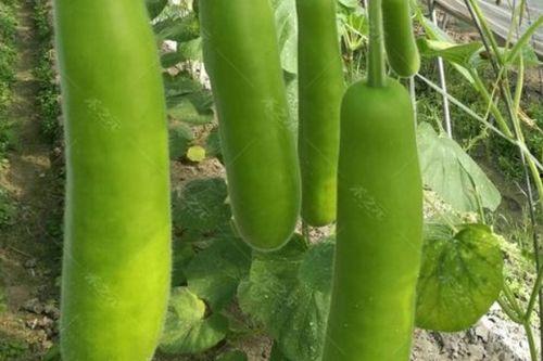 超长瓠瓜怎么吃,探索健康美味的烹饪新境界