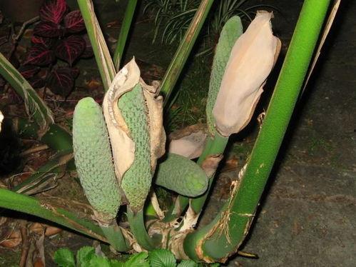 蓬莱福林吃瓜,揭秘神秘仙境中的吃瓜传奇