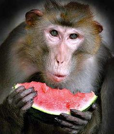 吃瓜大圣起点,揭秘娱乐圈背后的秘密与真相