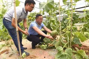 简阳吃瓜,探寻当地特色美食之旅 第2张 简阳吃瓜,探寻当地特色美食之旅 第2张