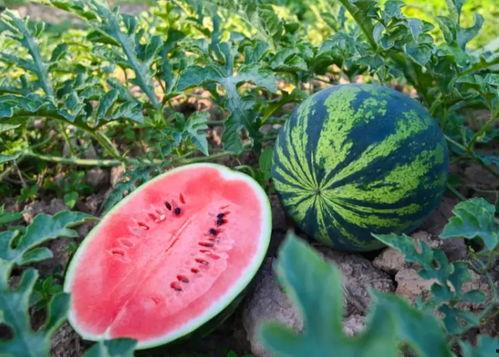 简阳吃瓜,探寻当地特色美食之旅 第3张 简阳吃瓜,探寻当地特色美食之旅 第3张