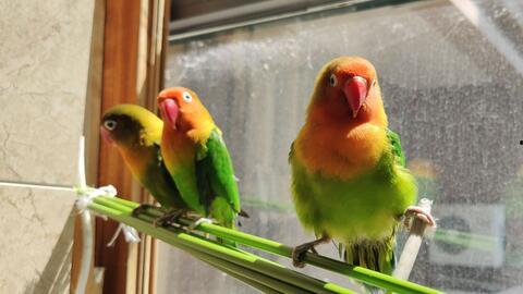 鹦鹉可以吃瓜菜么,瓜菜在鹦鹉食谱中的角色 第3张 鹦鹉可以吃瓜菜么,瓜菜在鹦鹉食谱中的角色 第3张