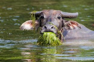 黑马情侣吃瓜总结,甜蜜背后的那些事儿