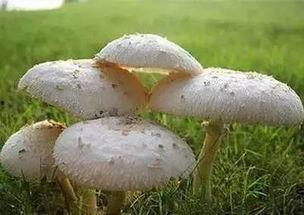 51吃瓜蘑菇,揭秘网络热点的幕后故事